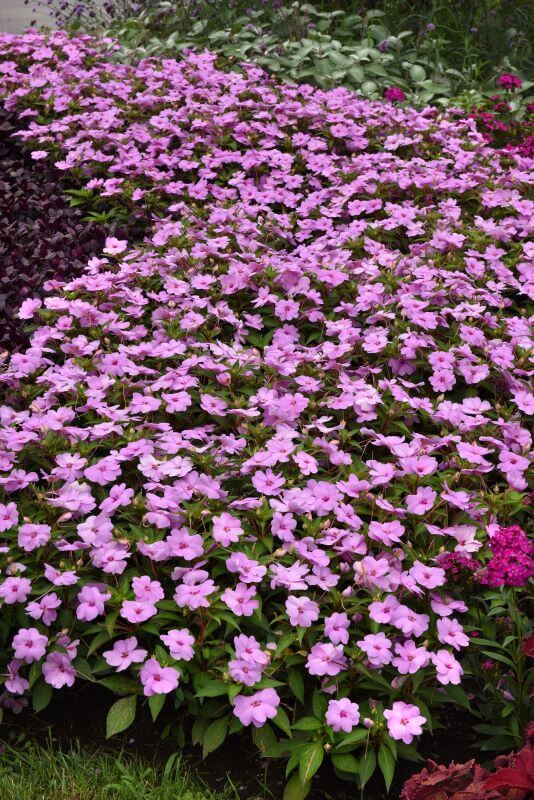 Impatiens Solarscape Lilac Spark Seed