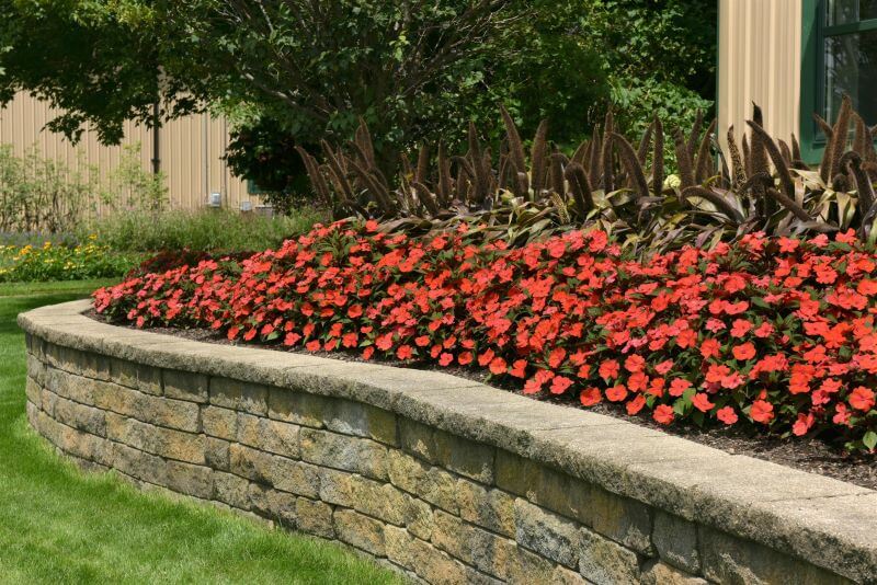 Impatiens Solarscape Orange Burst Seed