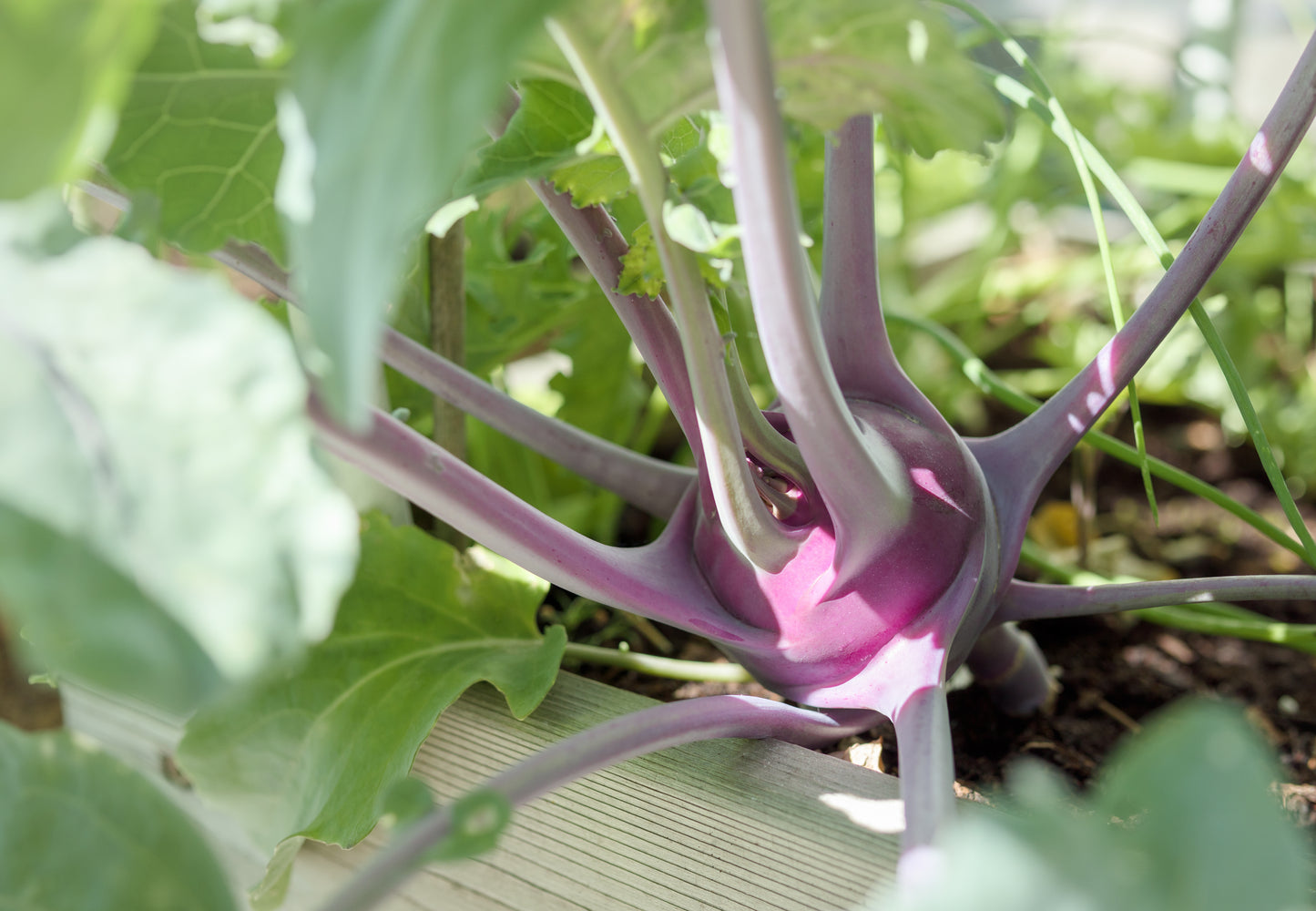 Kohlrabi Purple Vienna Seed