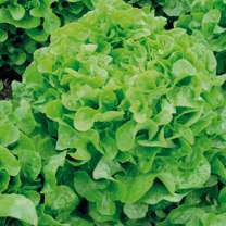 Lettuce Oakleaf Large Green Seed