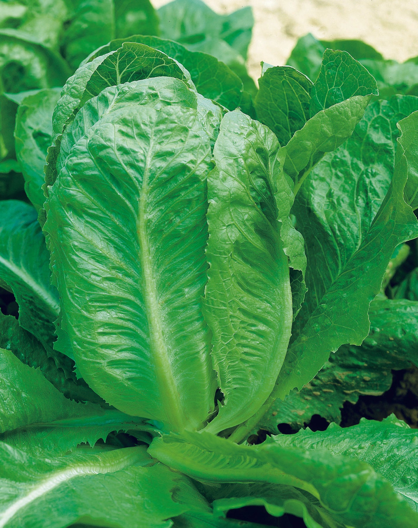 Lettuce Paris White Seed