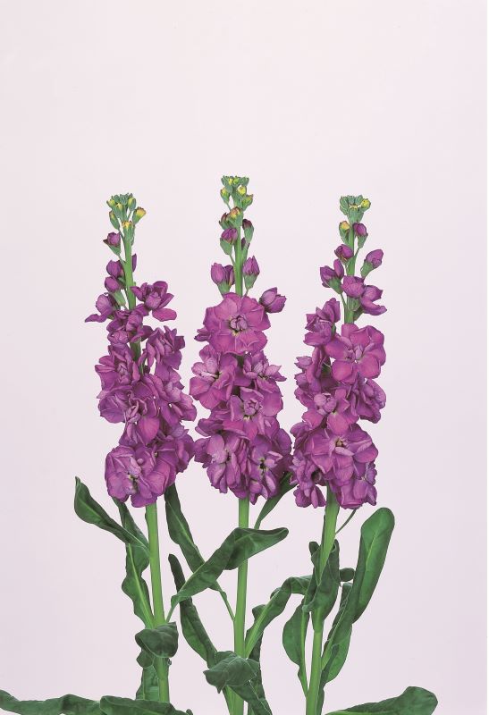 Stocks Iron Blue Seed