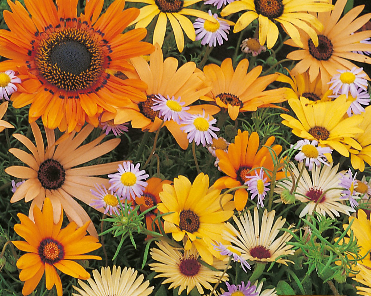 Namaqualand Flower Mix Seed