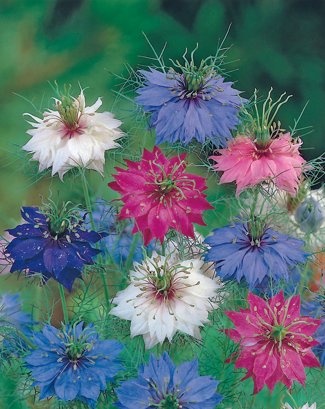 Nigella Persian Jewel Mix Seed