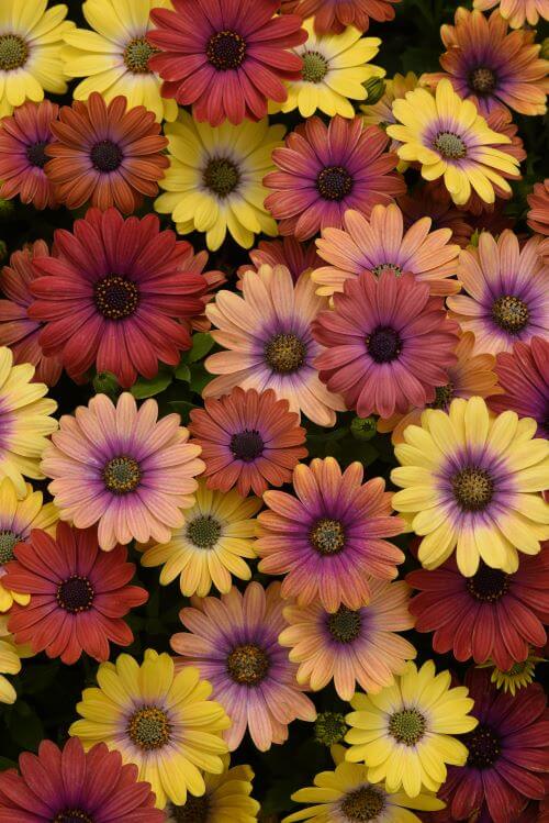 Osteospermum Akila Hawaii Sunset Mix Seed