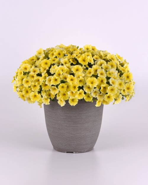 Petunia Caliburst Yellow Seed