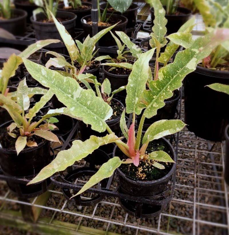 Philodendron Ring Of Fire Seedlings