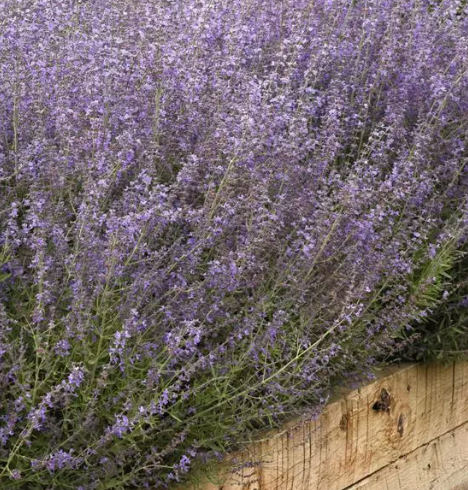 Perovskia Bluesette Seed
