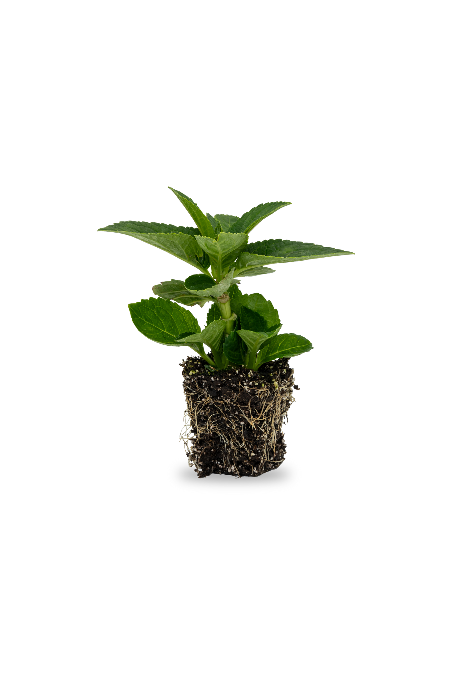 Hydrangea Magical Anouk Seedlings