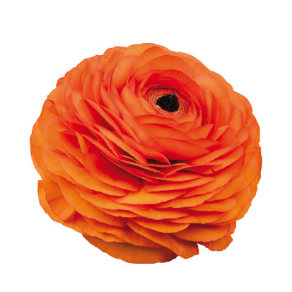 Ranunculus Elegance Clementine 1A16 (Dark Orange) Seed