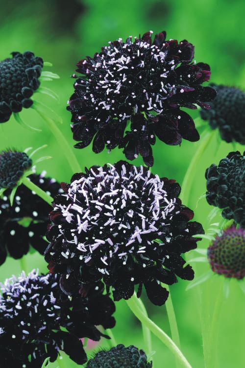 Scabiosa Black Knight Seed