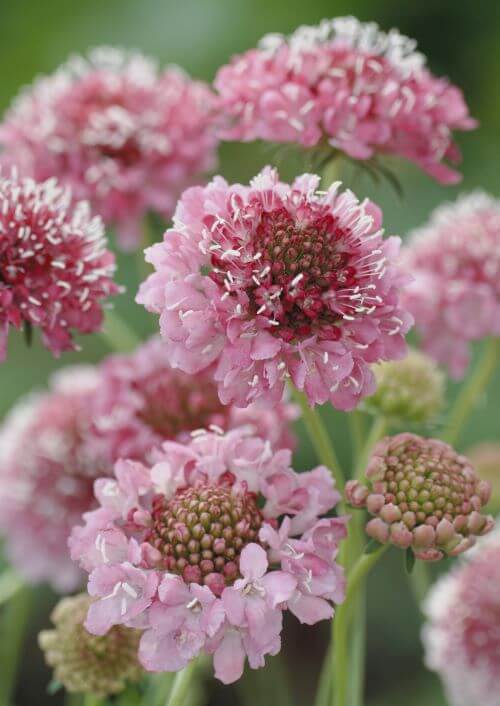 Scabiosa Salmon Queen Seed