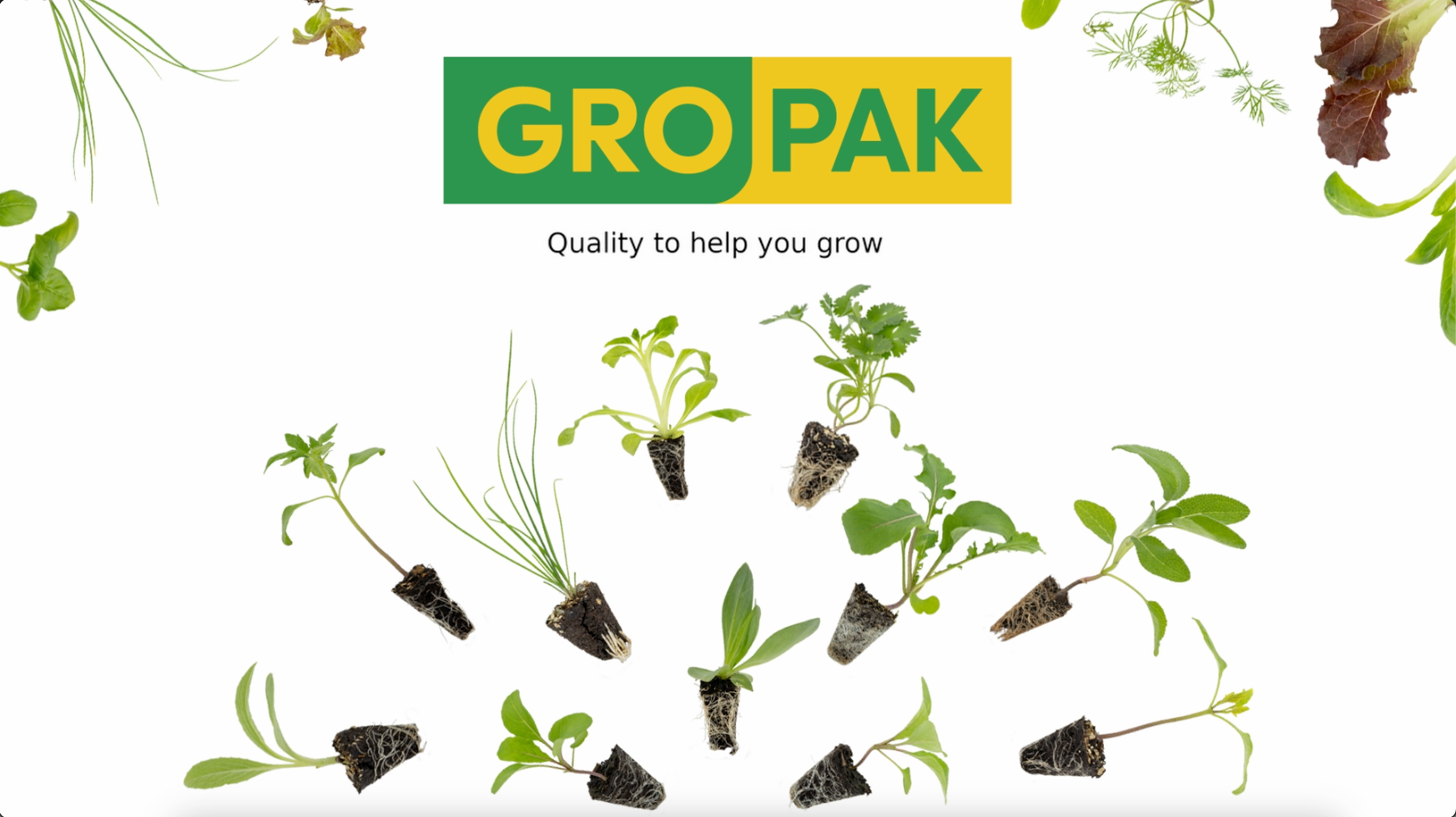 Load video: How to transplant your plug seedlings from GroPak