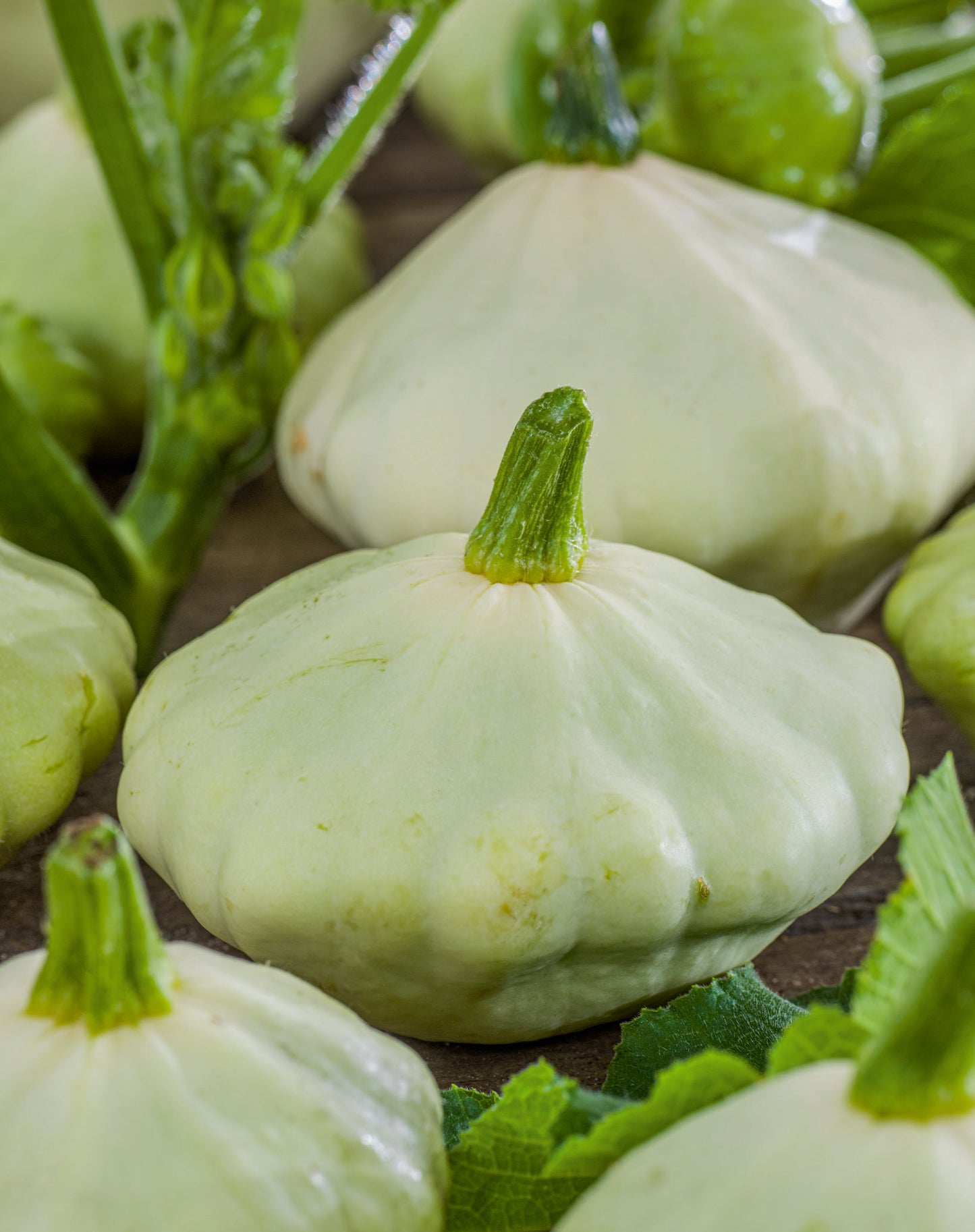 Squash Bennings Green Tint Seed