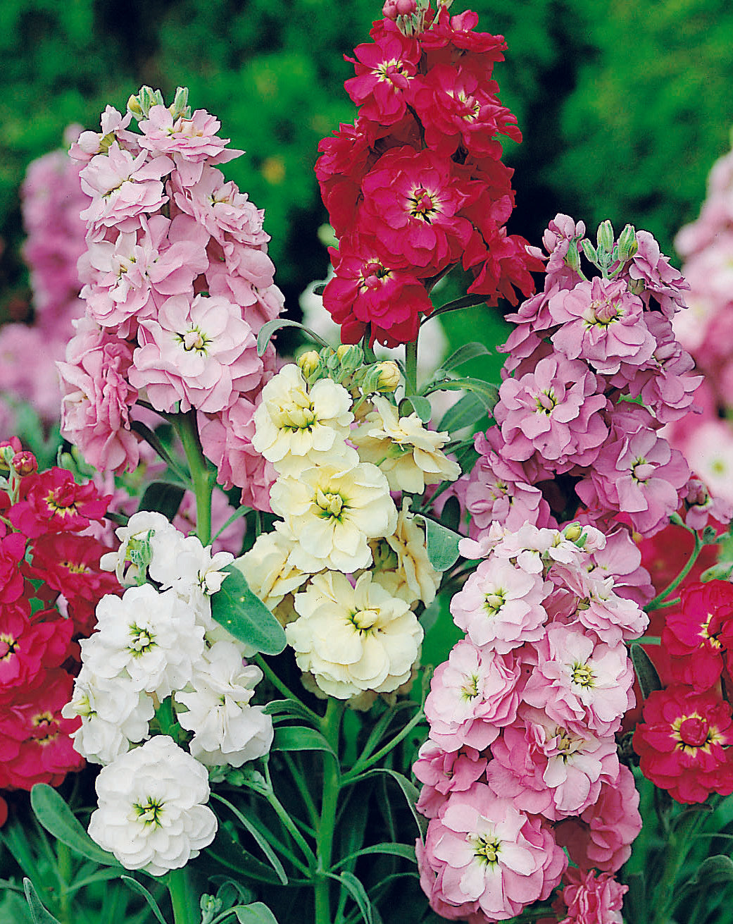 Stocks Dwarf Ten Weeks Mix Seed