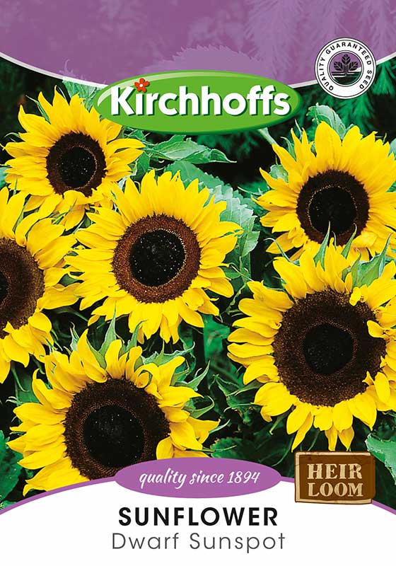 Sunflower Dwarf Sunspot