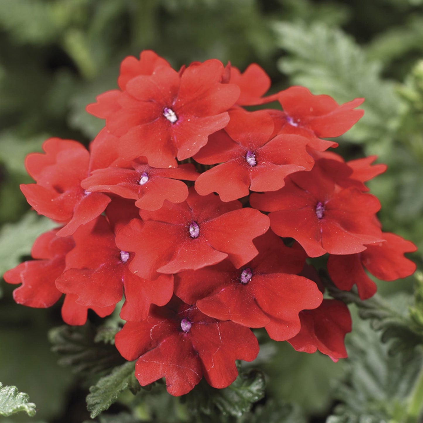 Verbena Obsession Scarlet Seed