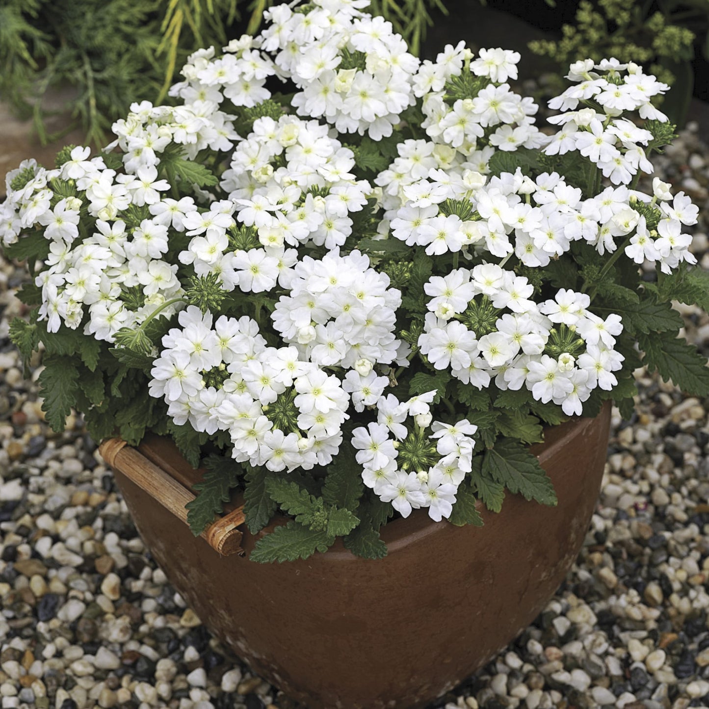 Verbena Tuscany White Seed