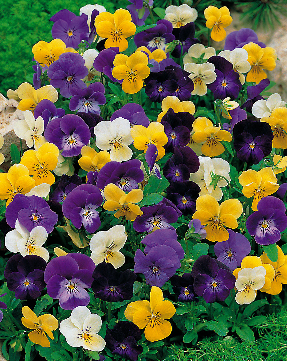 Viola Large Scotch Hybrid Mix Seed