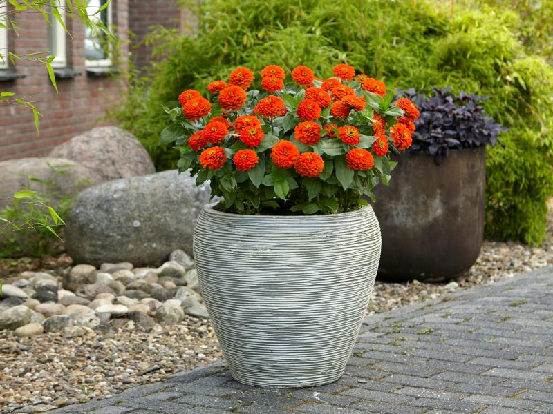 Zinnia Zesty Orange Seed