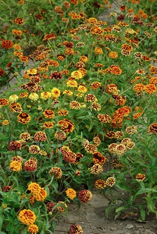 Zinnia Jazzy Fieldgrown Mix Seed
