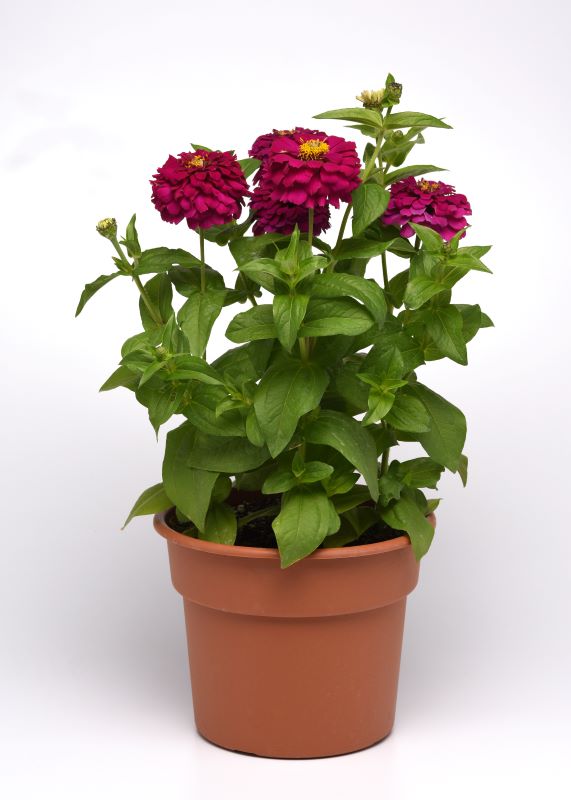 Zinnia Zesty Purple Seed