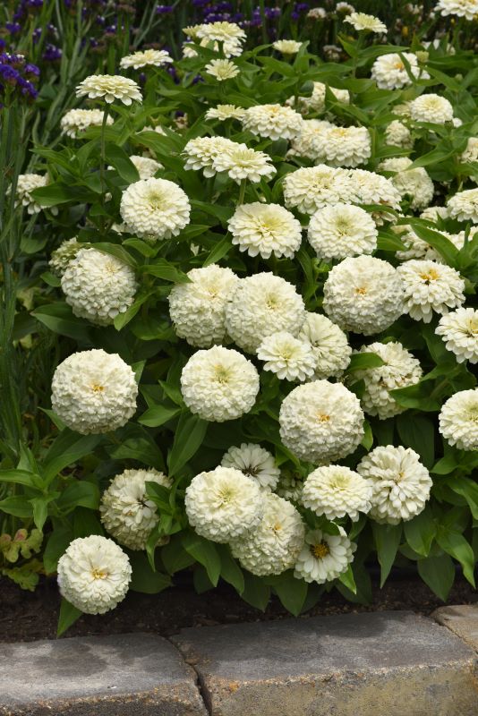 Zinnia Zesty White Seed
