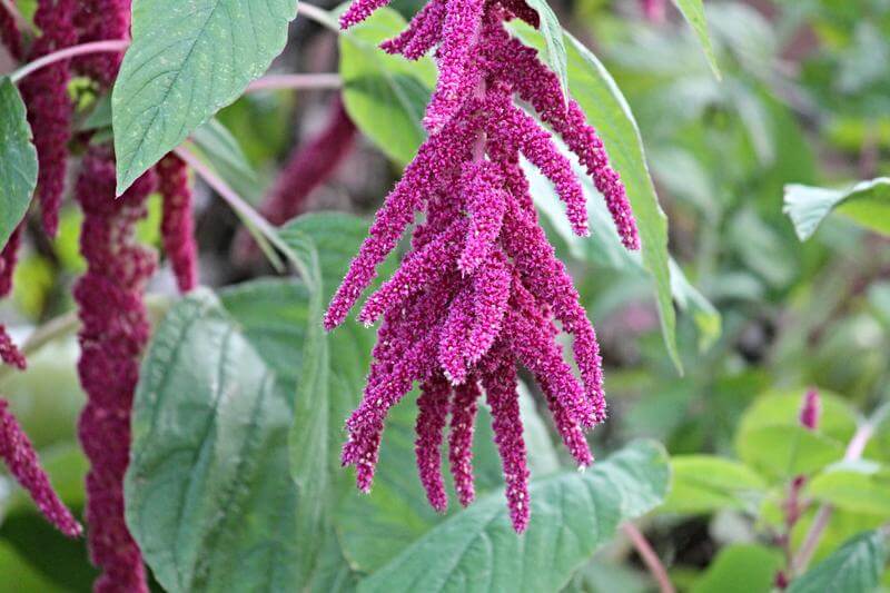 Amaranthus Caudatus Red