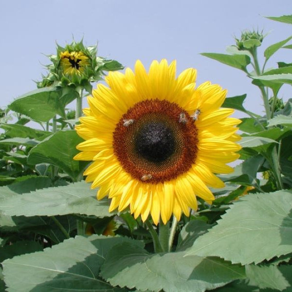 Helianthus Galilee Adami Seed