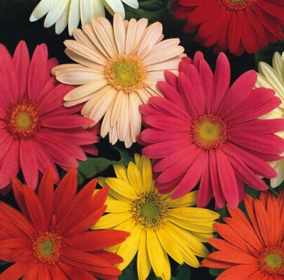 Gerbera Single Flower Hybrid Mix Seed