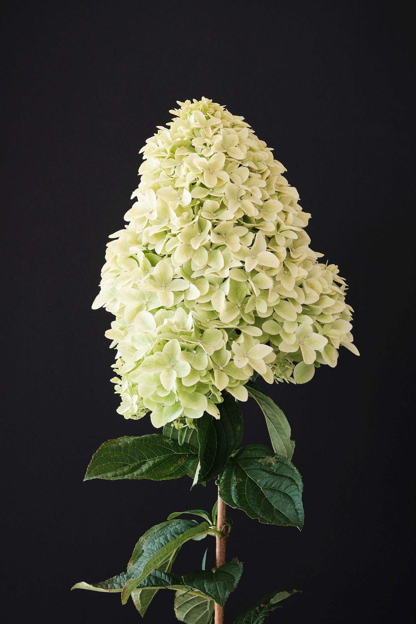 Hydrangea Magical Paniculata Candle Seedlings