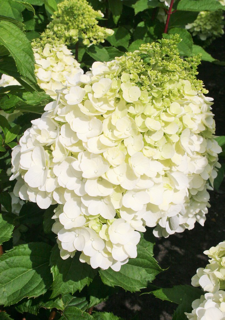 Hydrangea Magical Paniculata Mont Blanc Seedlings