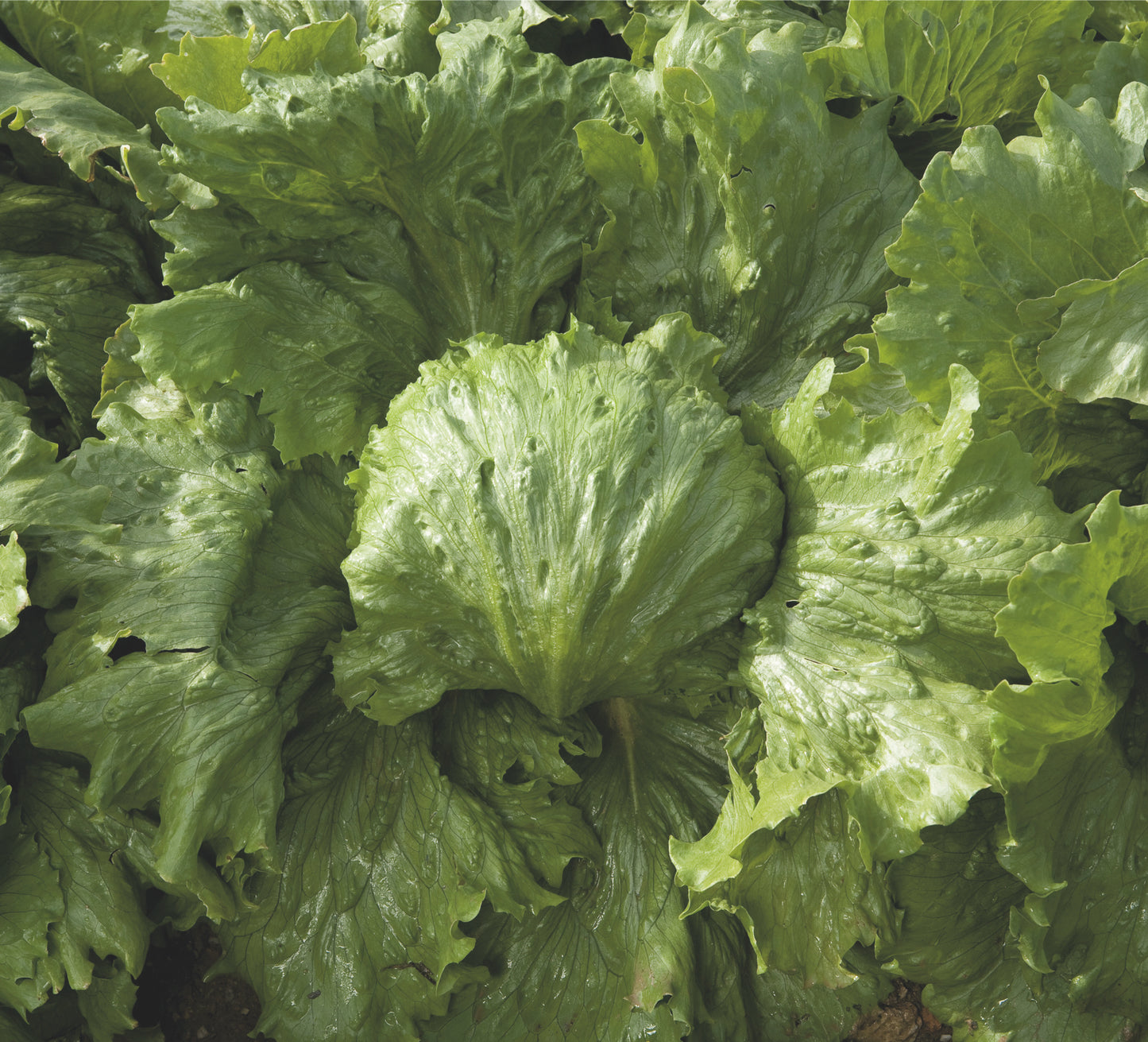 Lettuce Iceberg Summer Seed