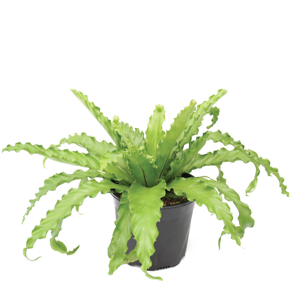 Fern Birds Nest Victoria Japanese Seedlings