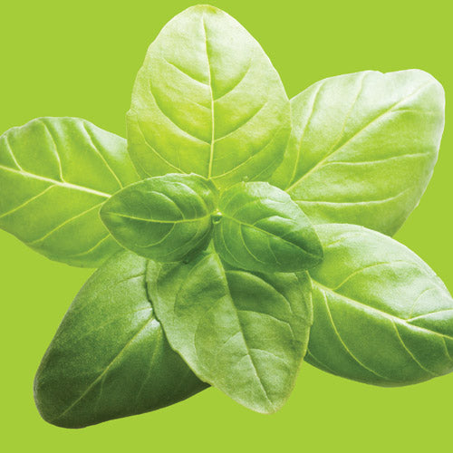 Basil Lime Seed