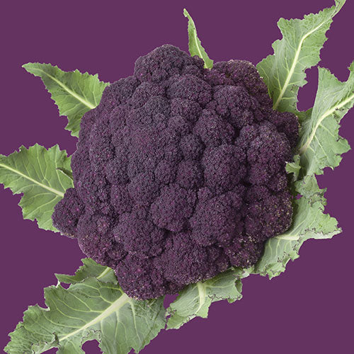 Broccoli Purple Sprouting Seed