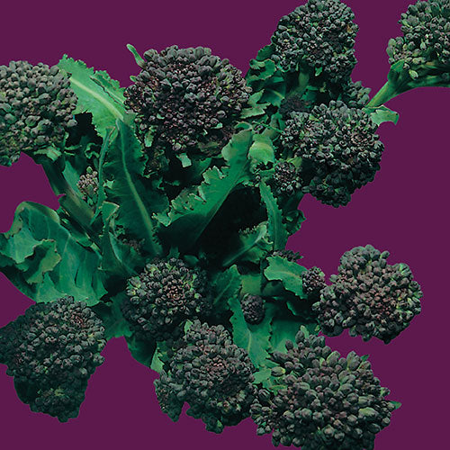 Broccoli Spring Rapini (Raap) Seed