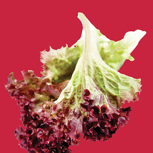 Lettuce Red Sails Seed