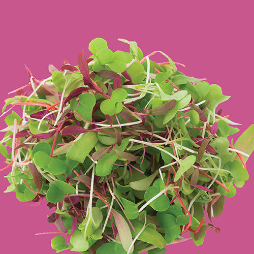 Microgreens Rainbow Blend Seed
