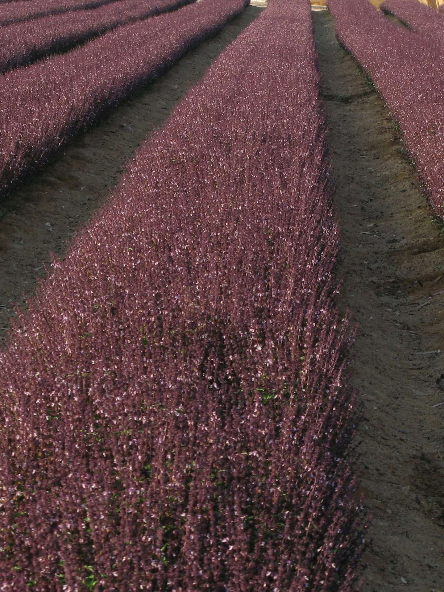 BASIL THAI SIAM QUEEN LARGE