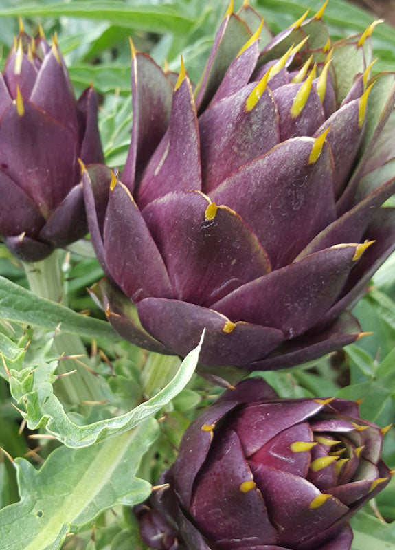 ARTICHOKE VIOLET DE PROVENCE