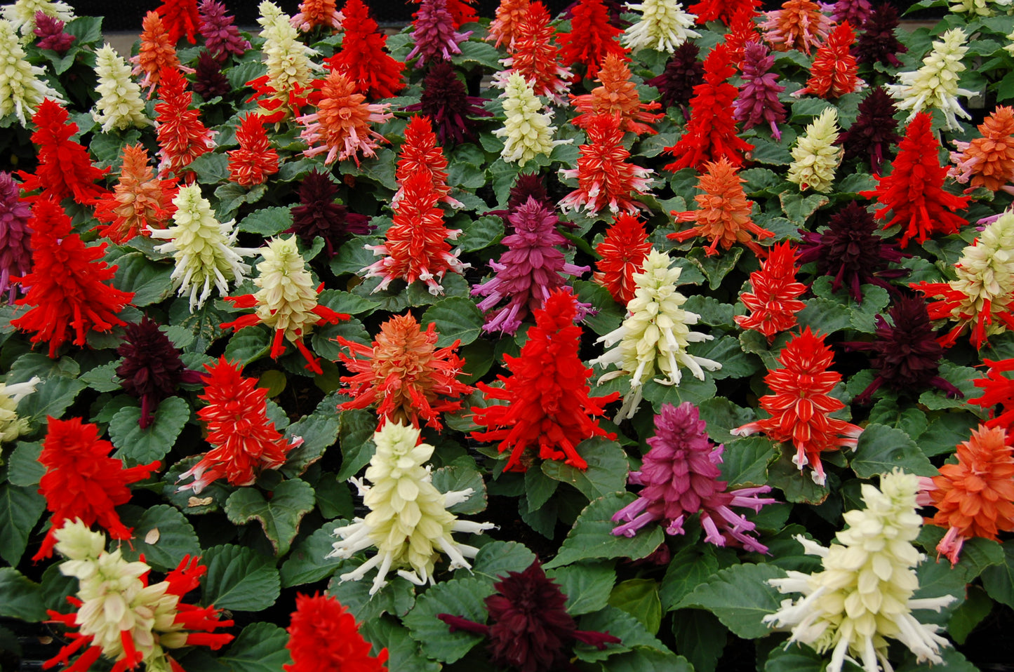 Salvia Reddy Mix, A mixture of red, burgundy, cream and pink