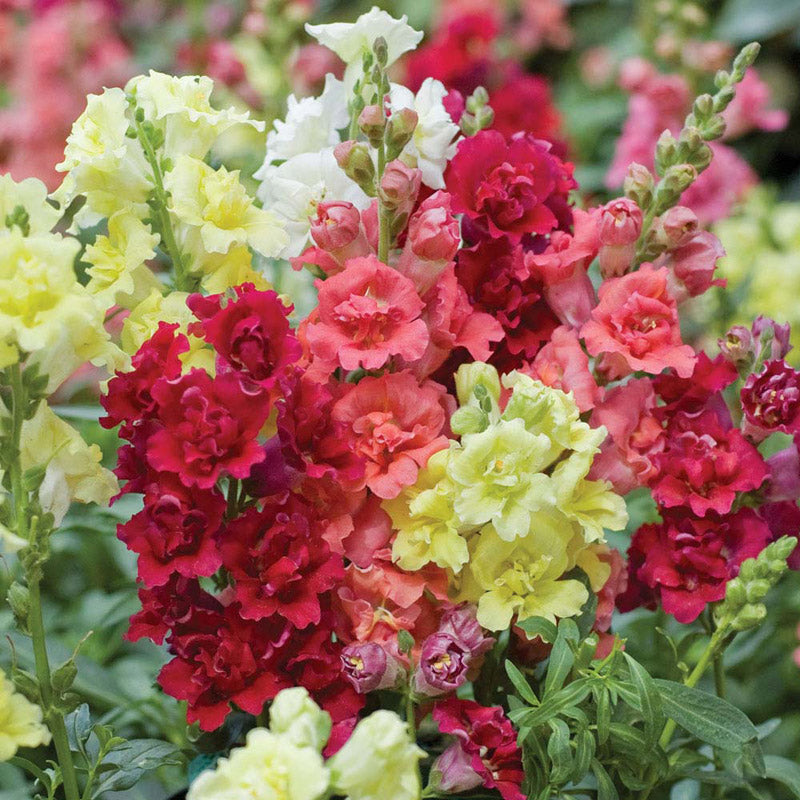 ANTIRRHINUM MADAME BUTTERFLY MIX