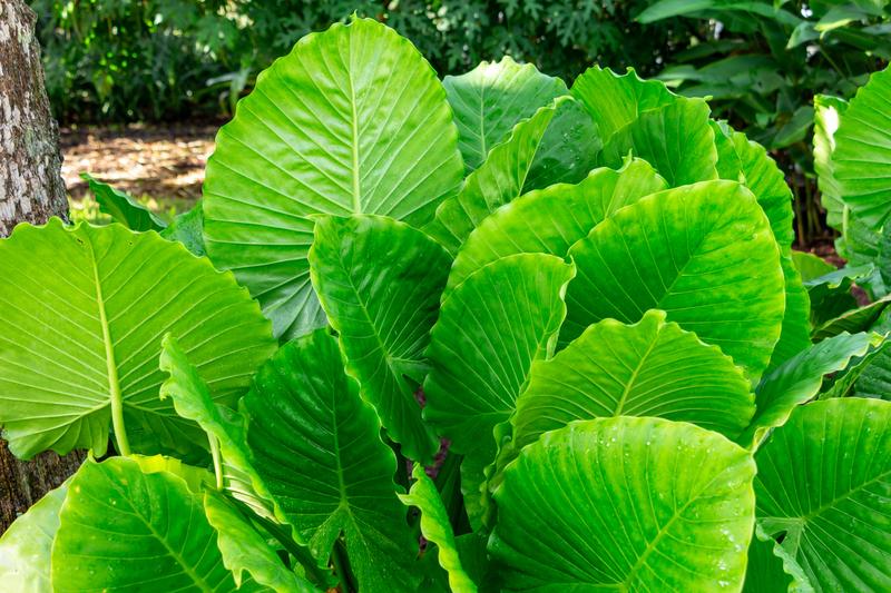 Alocasia Gageana California