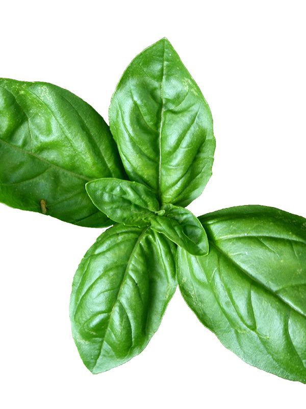 Basil Culinary Blend