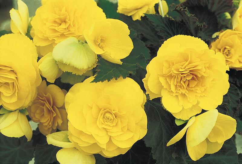 Begonia Nonstop Yellow