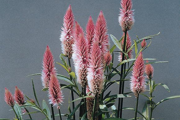 Celosia Flamingo Feather