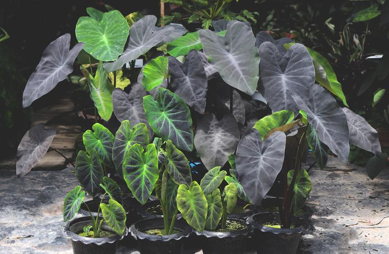 Colocasia Black Magic