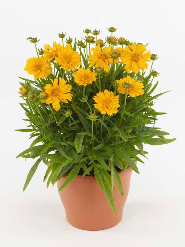 COREOPSIS DOUBLE THE SUN