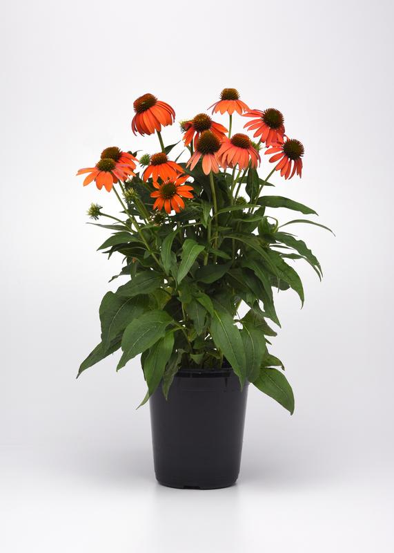 Echinacea Artisan Collection Soft Orange